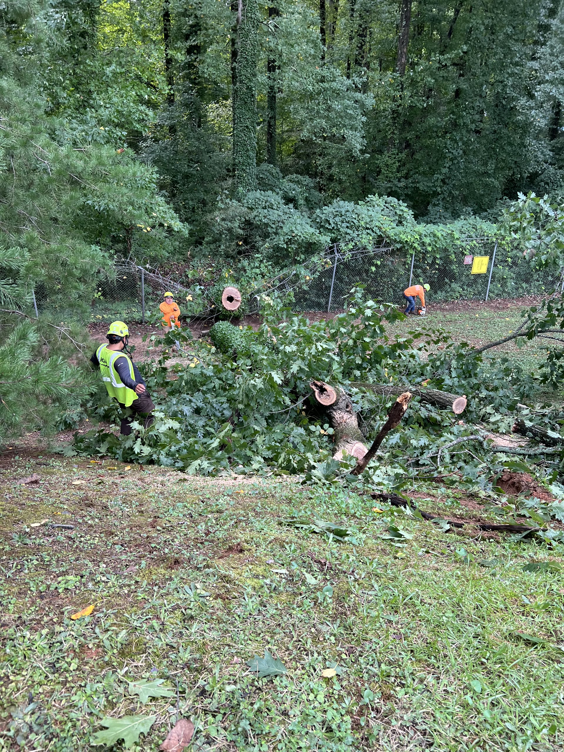 Crew gathering fallen limbs on a wooded slope
