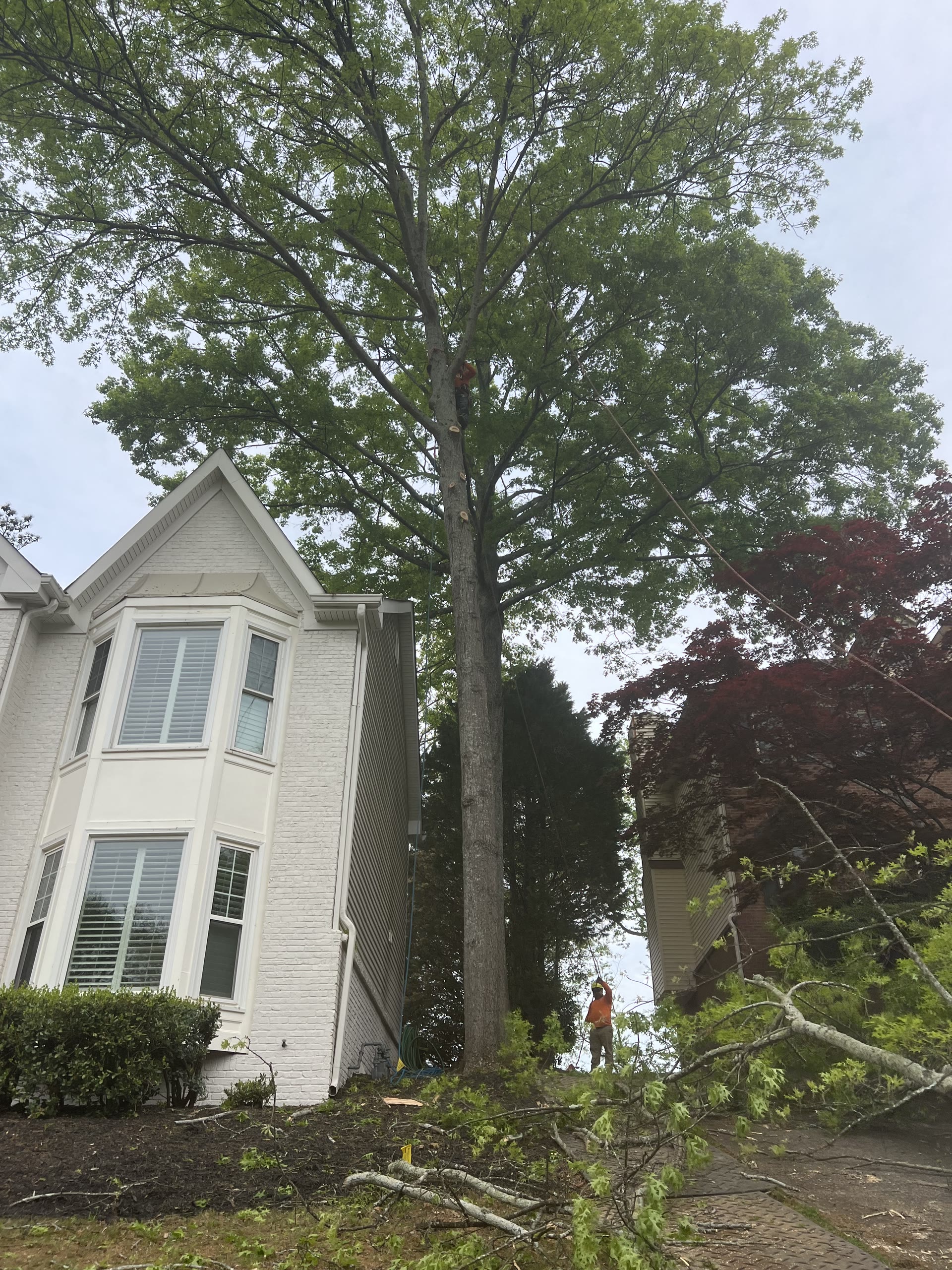 Mature tree beside a residence