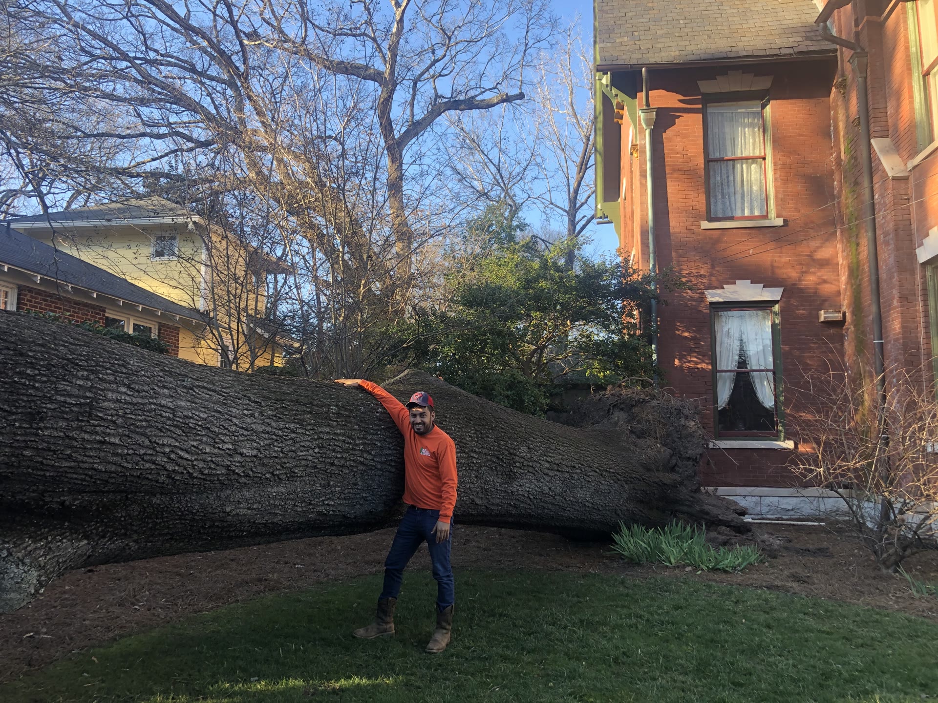 Large fallen trunk against a brick structure