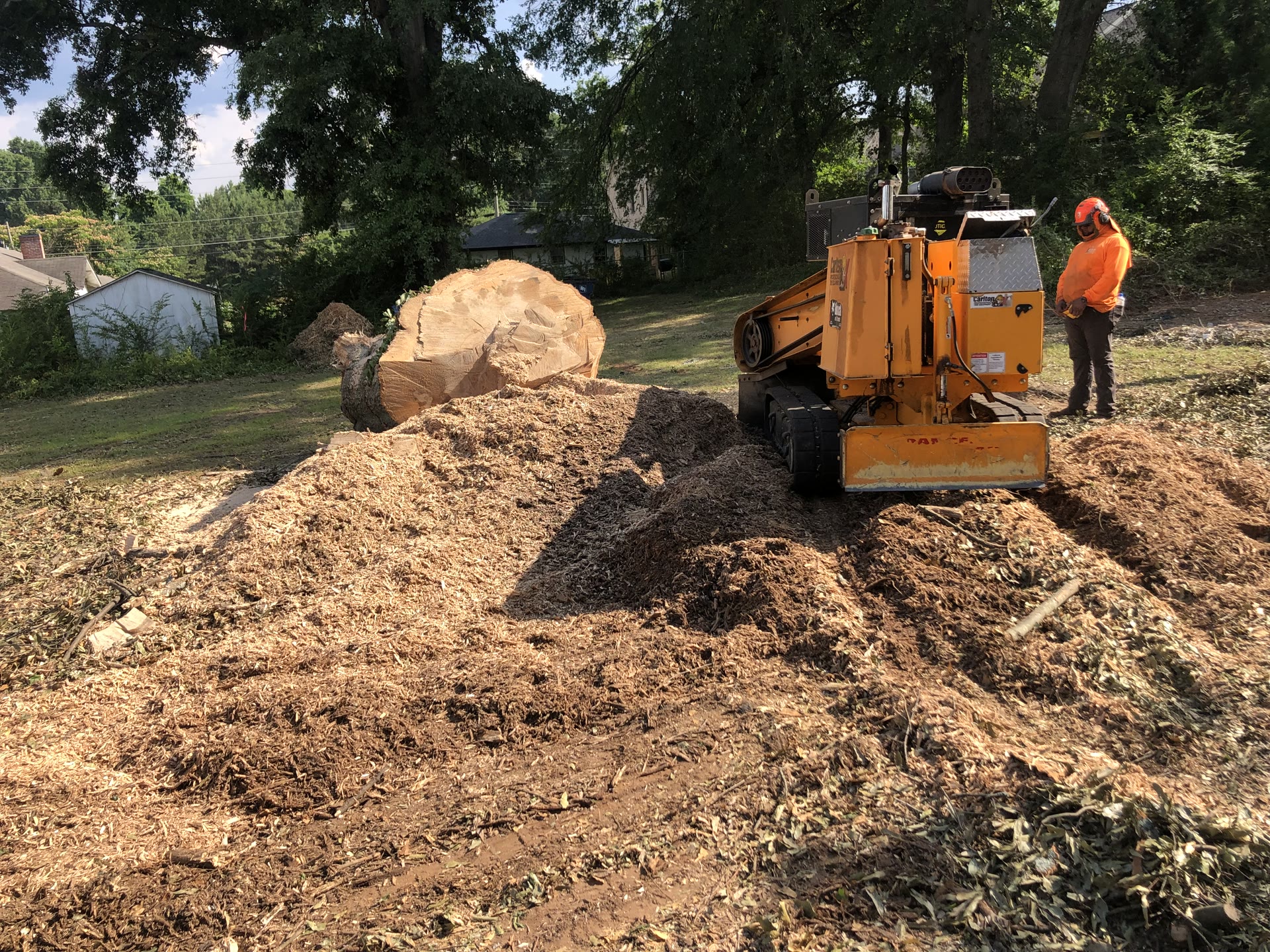 Stump grinder beside a large cut stump