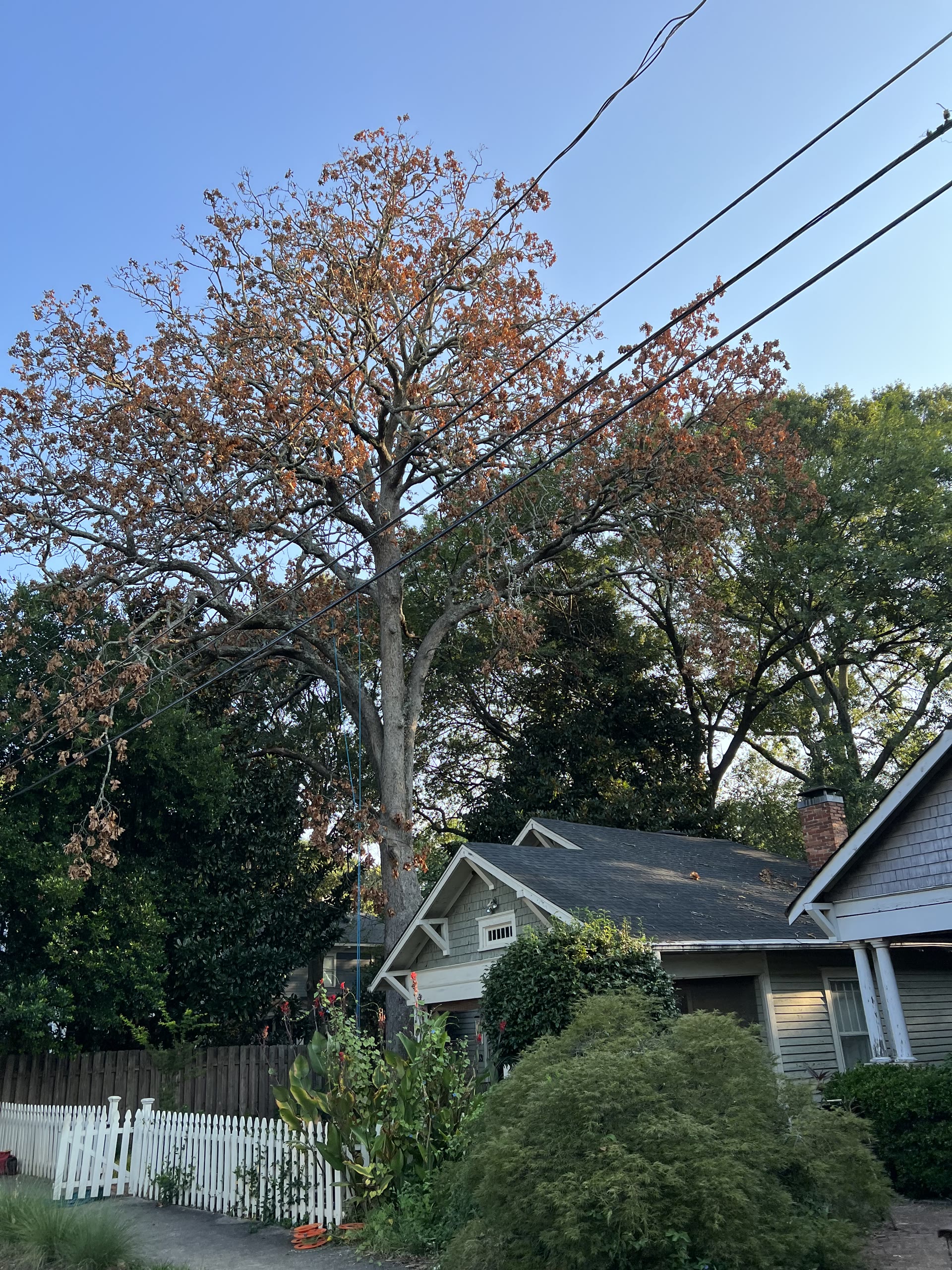 Tree beside a home and yard