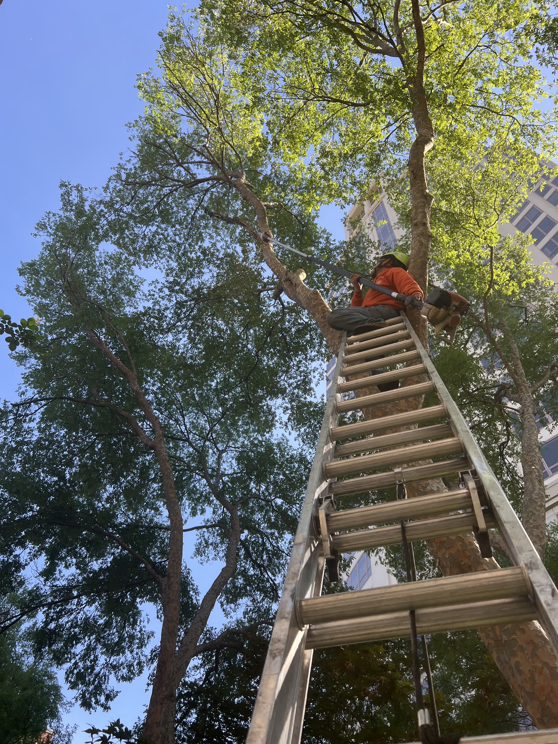 Worker positioned in a leafy tree canopy